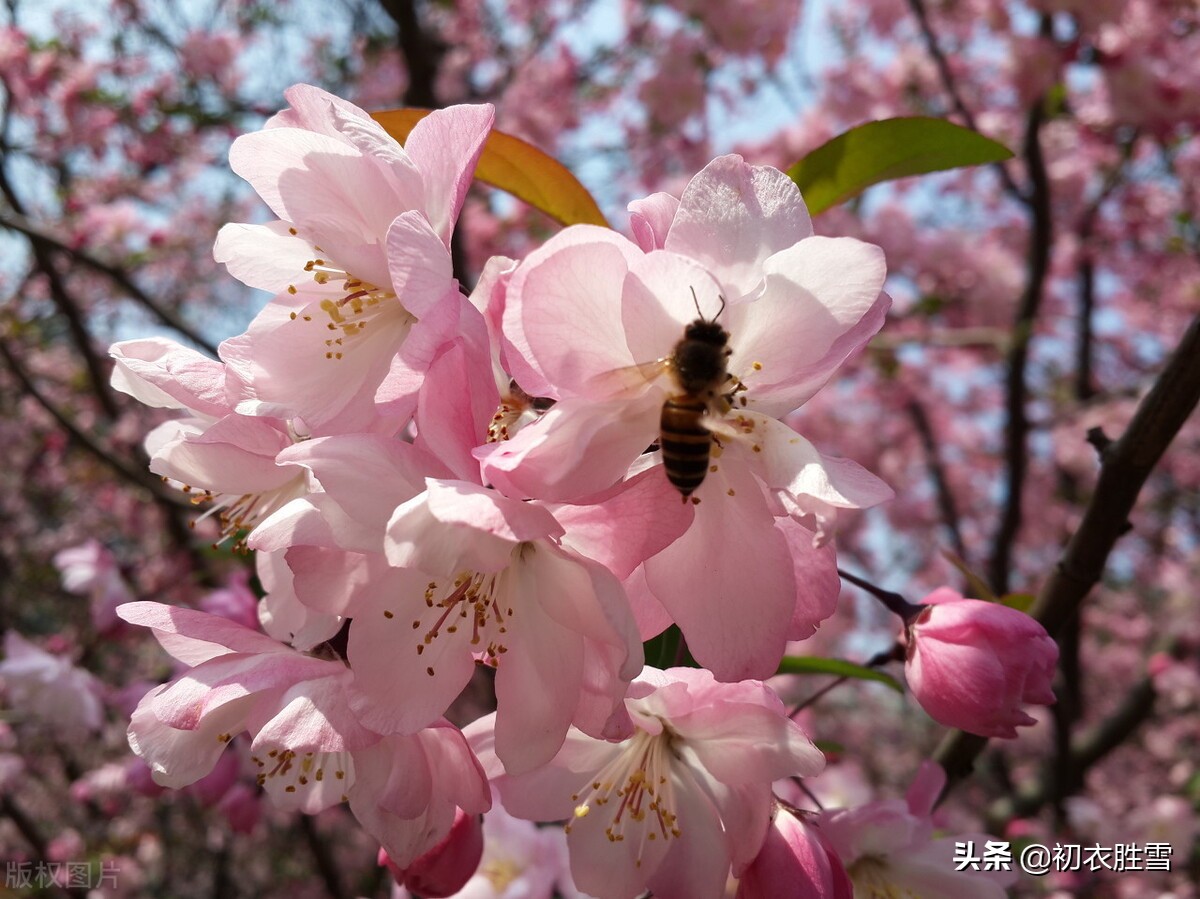 辛弃疾60岁的落花诗，柔情婉转，感慨年华又清扬向上