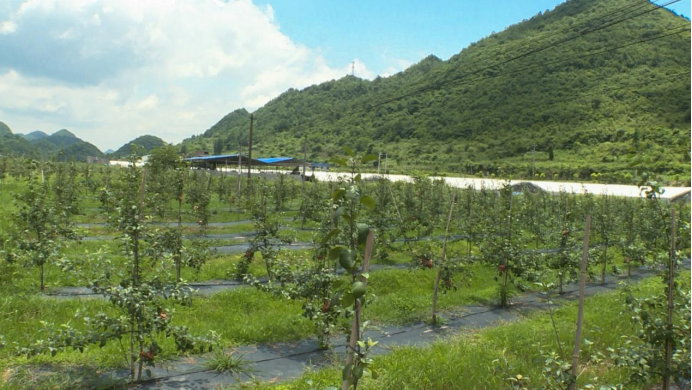 贵州长顺：做好“土地”文章新产业 助力乡村振兴富百姓