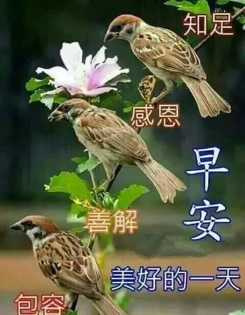 最新最美早安祝福图片  早安温馨祝福语大全简短图片