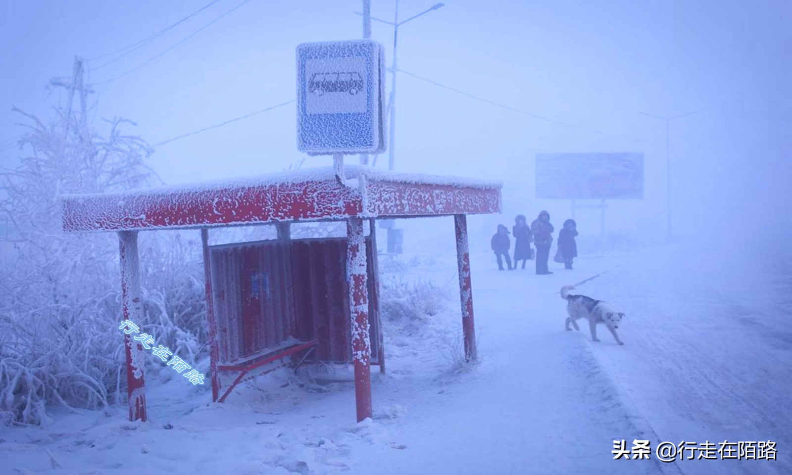 西伯利亚冬天怎么过？土著：少说话少喝酒少出门，多吃生肉