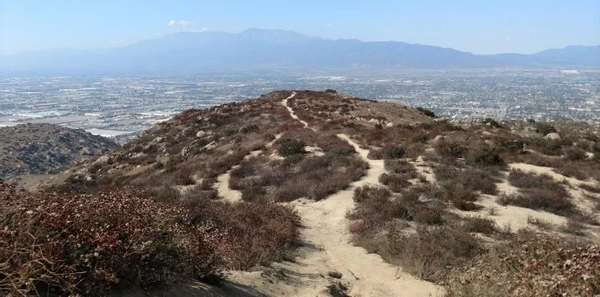 看看地球上这些现存的最古老的树