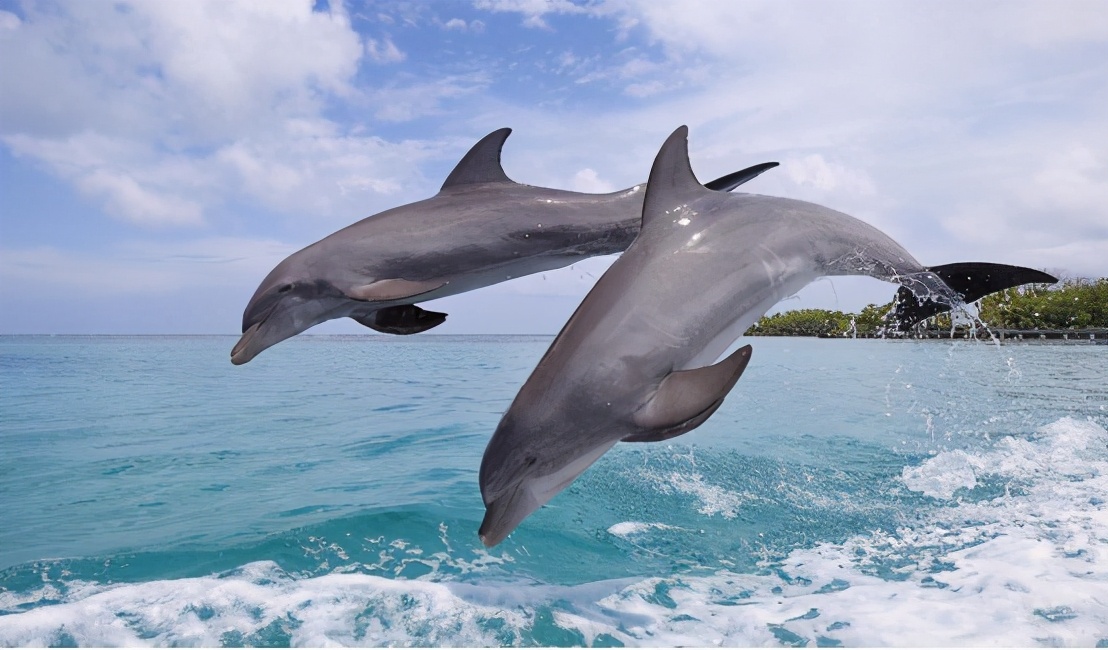 海豚是怎么繁殖的？科学家：具有人类特征
