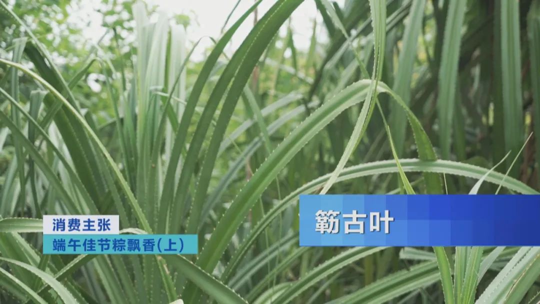 品肇庆裹蒸粽、雷州鸭乸粽、开平驸马粽，探寻