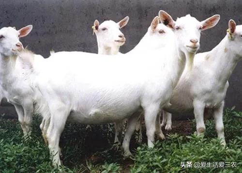 新手想养殖创业，没技术、没本钱，适合养殖什么？