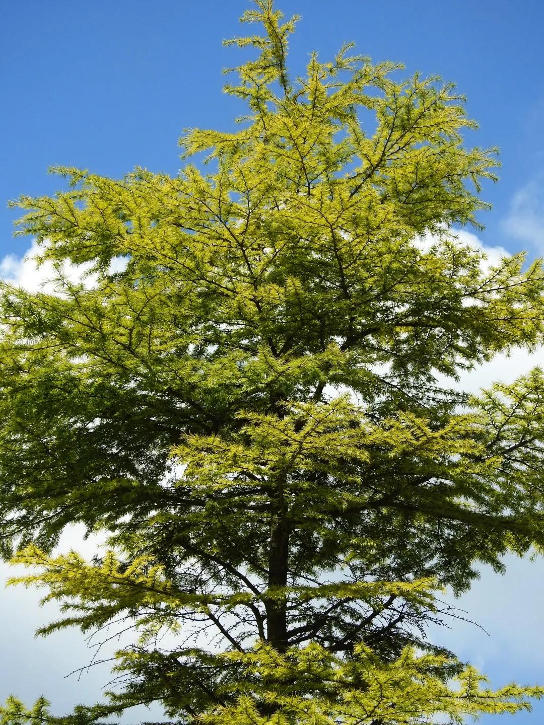 林草科普|中国生物多样性保护 - 重庆林业篇