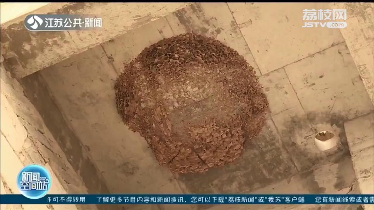 泗阳：巨型马蜂窝好似&ldquo;大灯笼&rdquo;，直径约1米 消防员成功摘除
