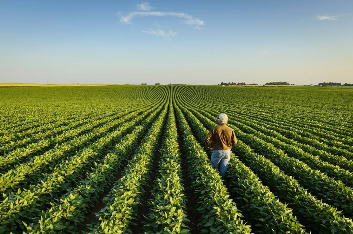 大豆之殇：中国大豆是怎样被美国一步步攻陷的？