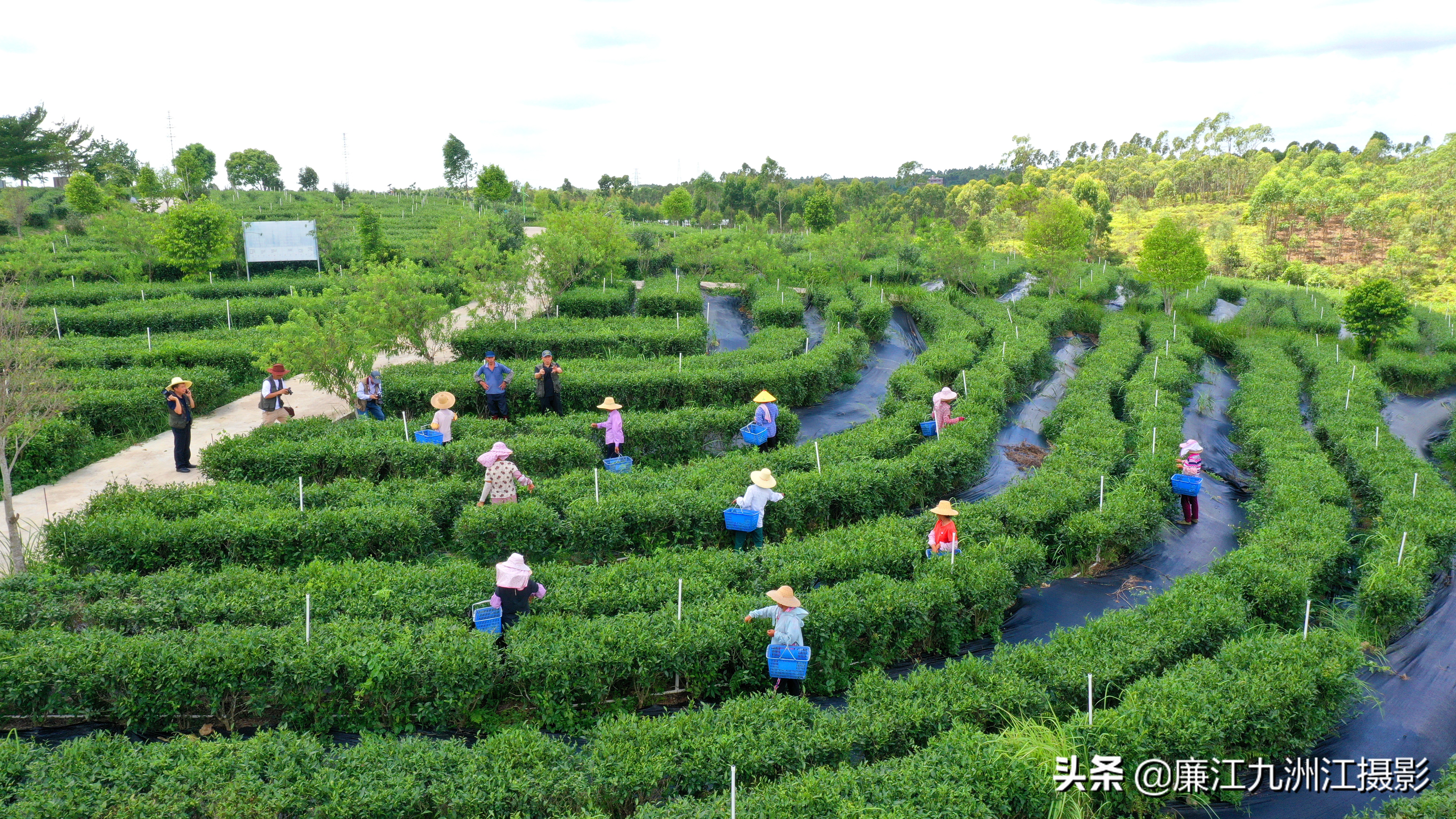 九洲江攝影師走進茗禾茶種植基地