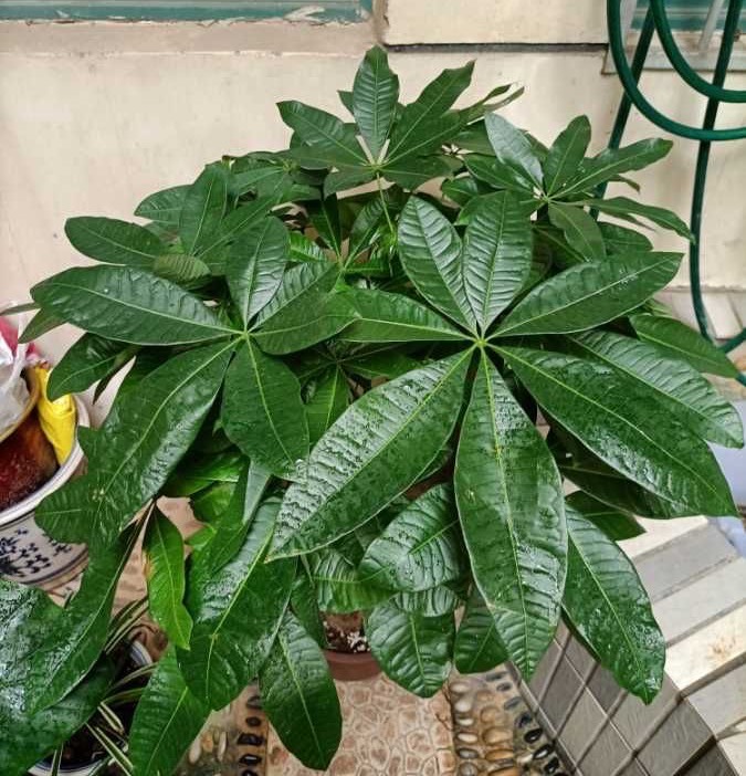 養好發財樹 有 兩招 年年枝葉繁茂很皮實 小雅在陽臺 Mdeditor