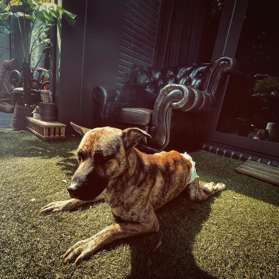 知名歌手曹格被自家狗咬伤，地板上全是血渍，爱犬腿部残疾脾气差