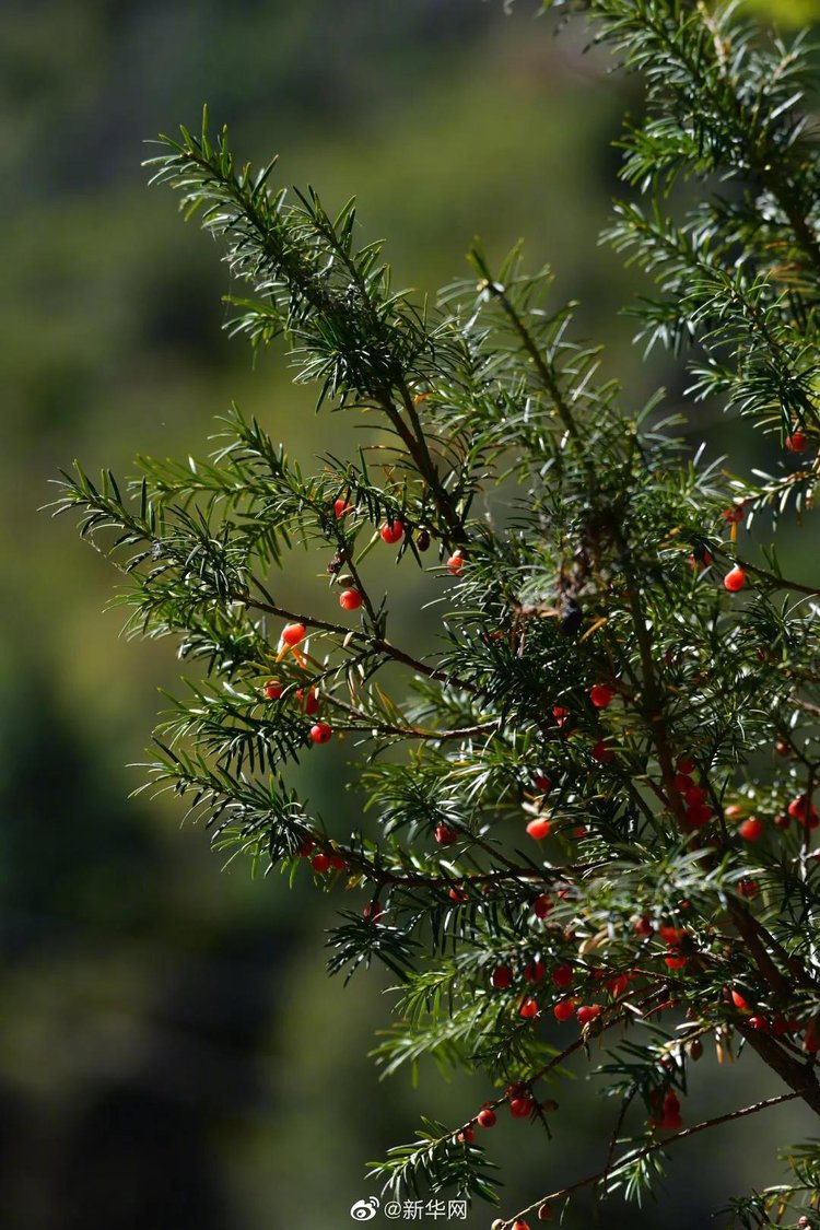 Zhengzhou of ｜ of elephant morning paper is free inchoate sieve investigates lung cancer the job is started