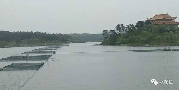 广西梧州连续多年发生网箱死鱼：今年正是汛期气候骤变可能是主因