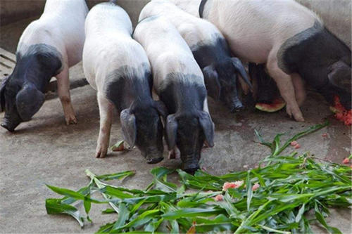 大学生回村养猪？养殖真的挣钱吗？