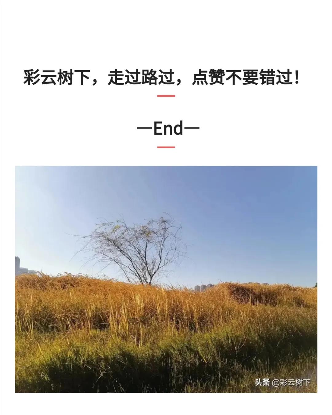 The most beautiful pear spends Yunnan: Show Gong Moxi the operatic circle