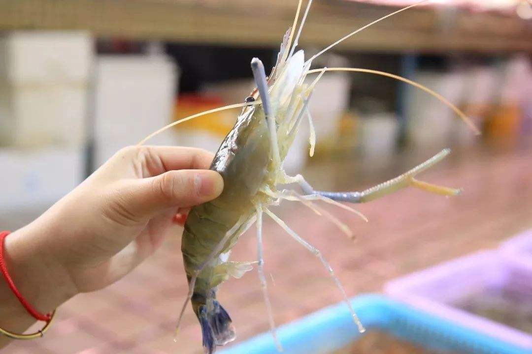 “它”偷偷潜入中国，或成小龙虾接班人，中国