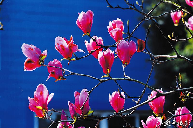 随州春光里的“花花世界”迎来“赏花游”的“高光时刻”