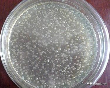 微生物菌有多强大，种植、水产、养殖都离不开它！（一）