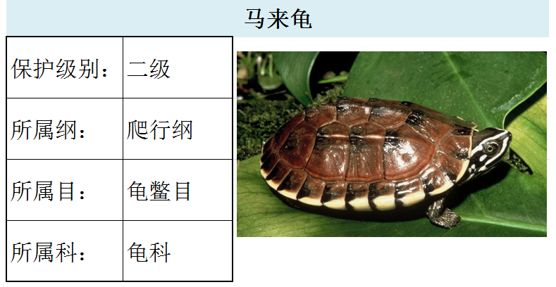 国家最新水生野生保护动物名录共计三百余种3