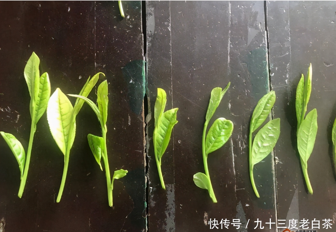 谷雨白茶為什么好？與明前茶有什么不同？