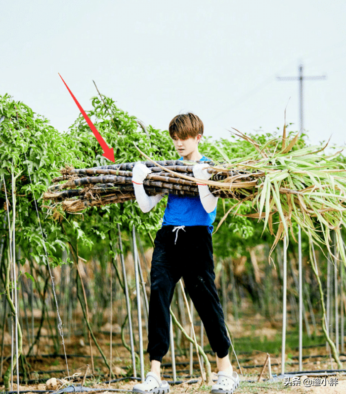 叫任嘉伦太陌生，叫哥哥太肉麻，有谁注意彭昱
