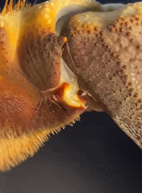 中國科學家首次研發仿生關節外骨骼模型，靈感來自波士頓龍蝦