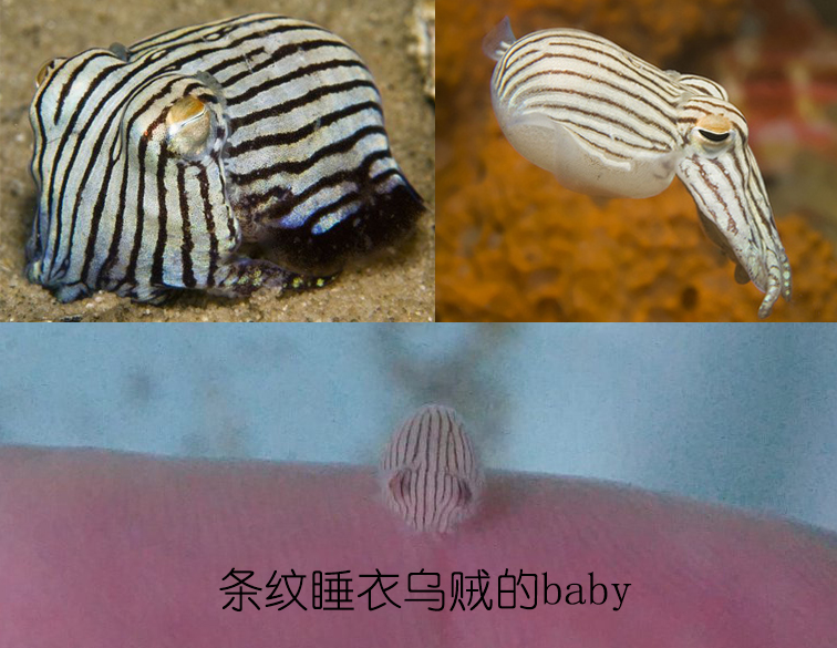 明了海鮮｜烏賊、墨魚(yú)、魷魚(yú)、章魚(yú)都有什么不同（中）