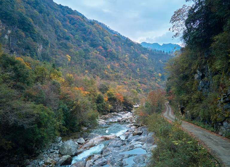 四川|媲美光雾山！平武这条沟，藏着一个惊艳的彩林秘境！