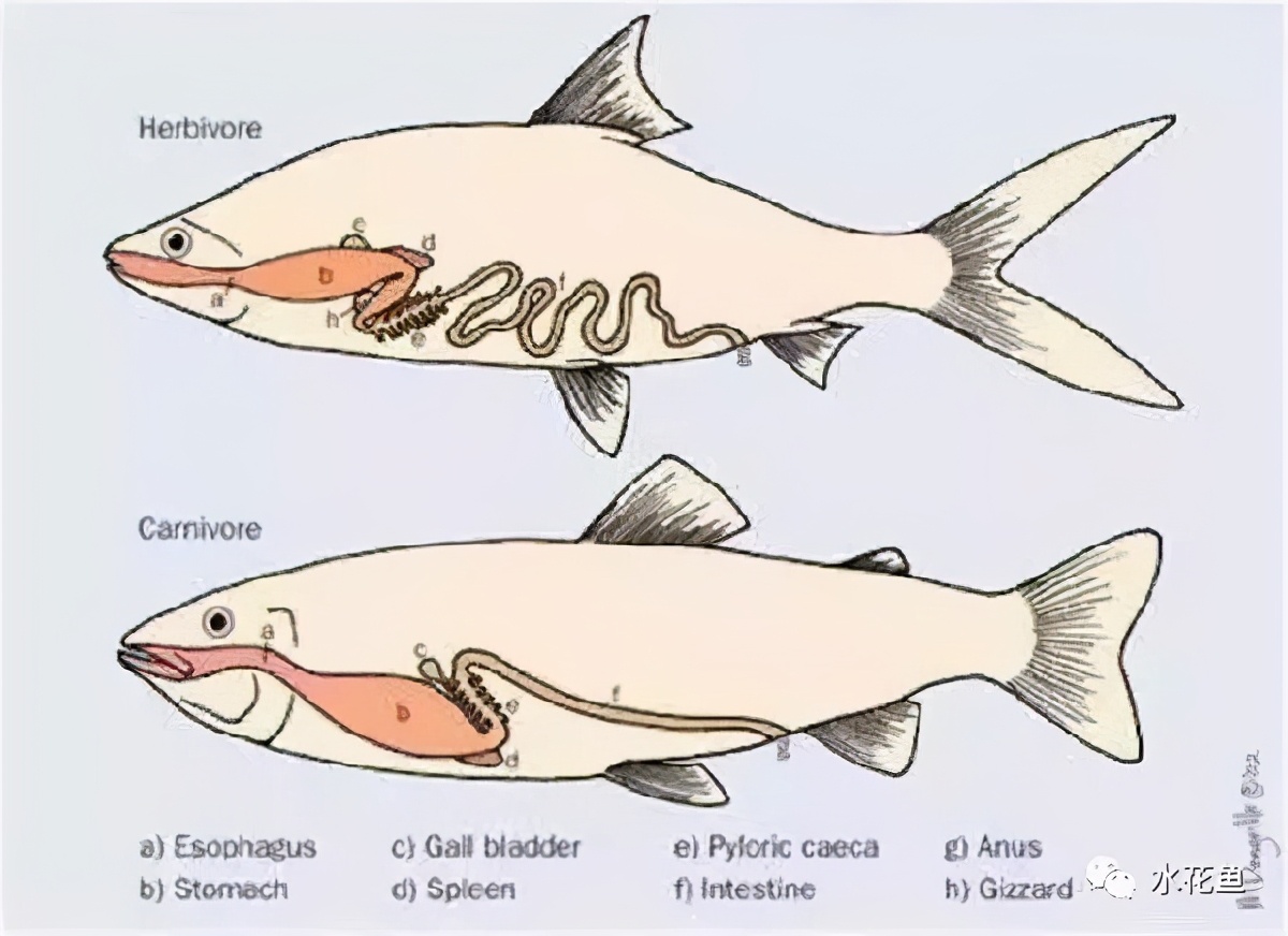 影响鱼类摄食量的四大因素：食量会时大时小，长期饥饿会抑制食欲