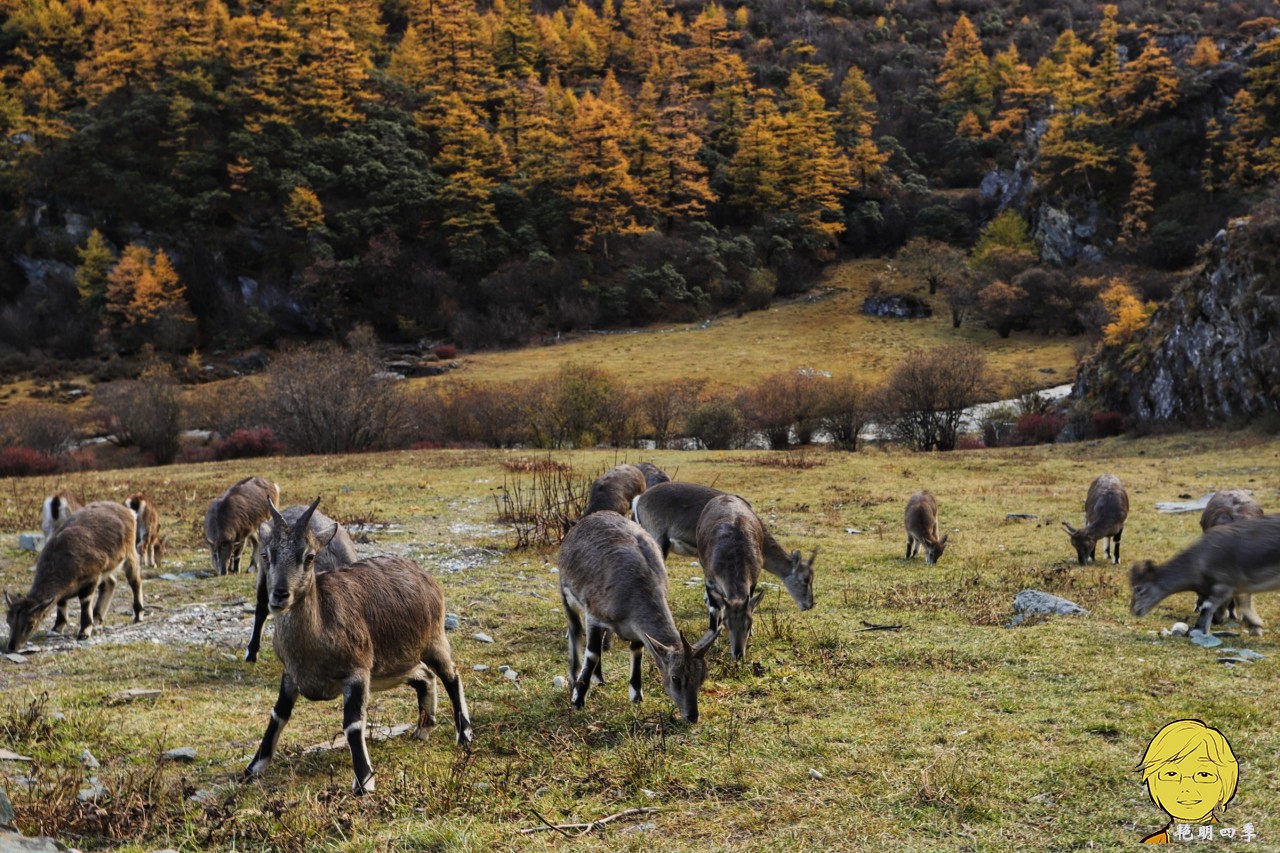 The golden autumn is here again, if you want to go to Aden, Daocheng, you should set off