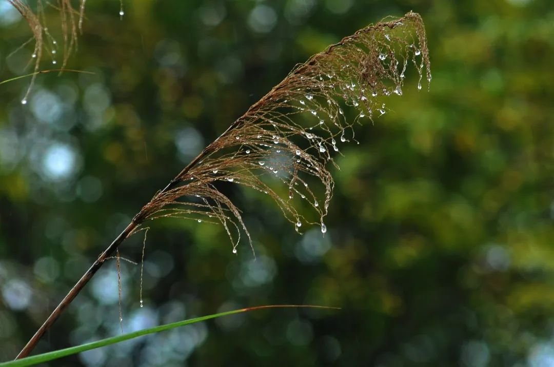 10首最美秋雨诗词，清秋有梦，雨落成诗，哪一首是你的心情？-第11张图片-诗句网