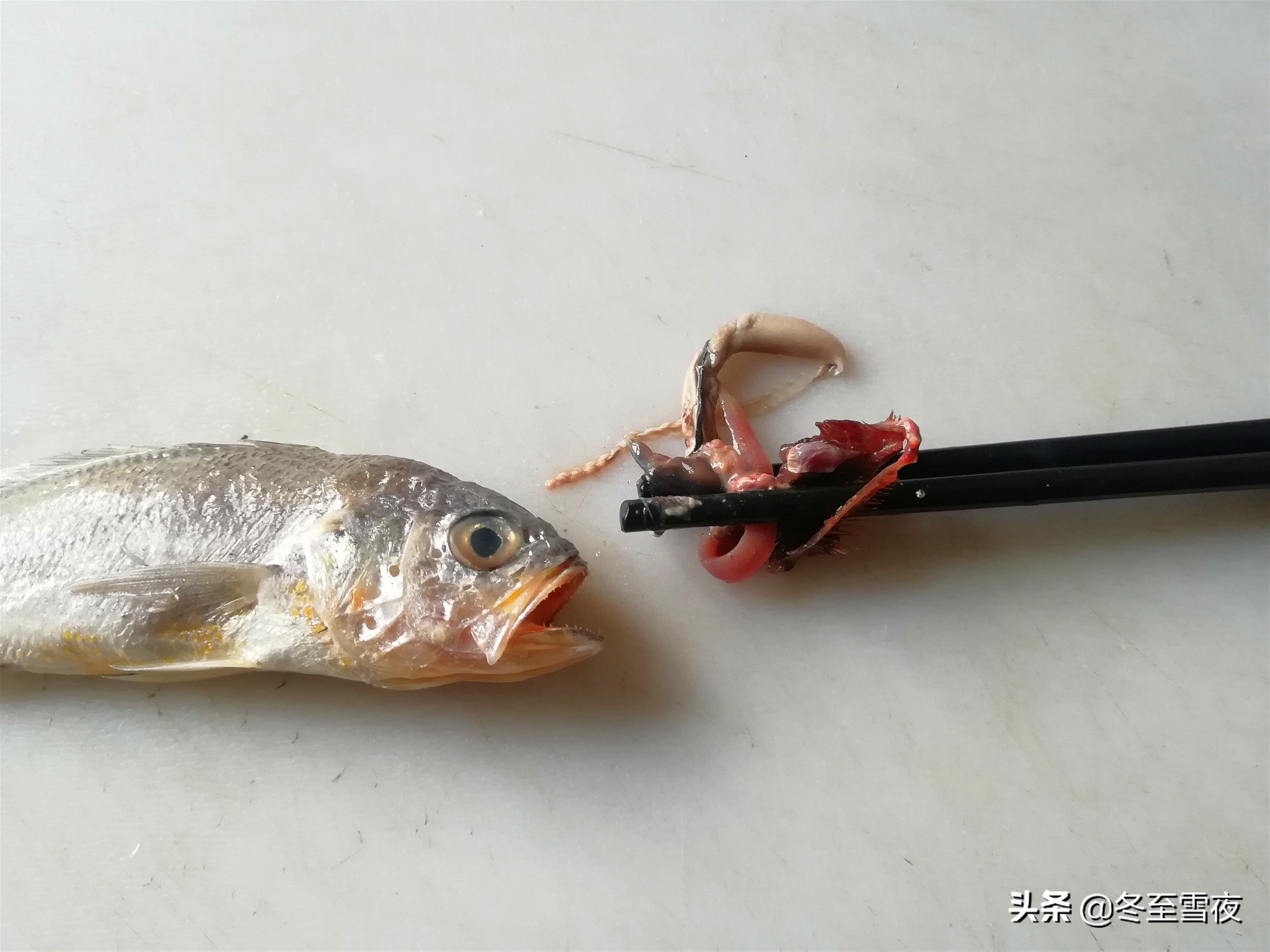 教你小技巧，用一双筷子就能把小黄花鱼内脏去除干净