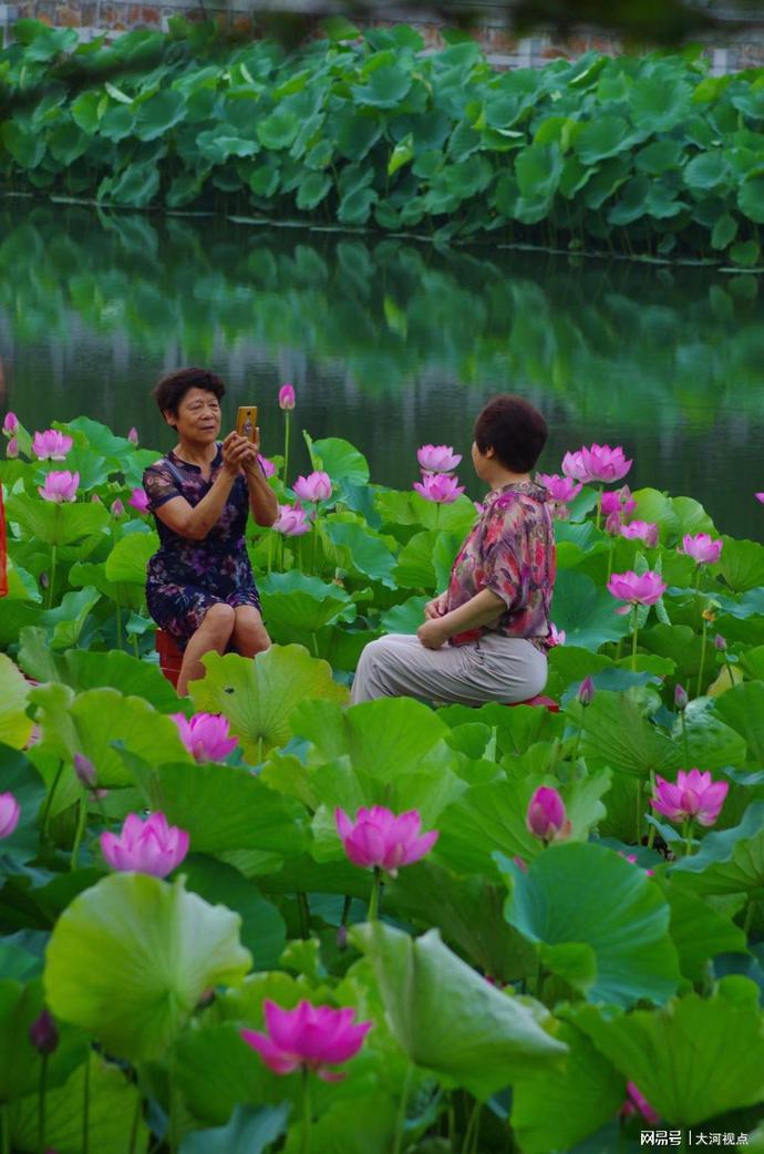 「发现许昌之美」莲城许昌荷花芳华绝代，让你看一眼惊艳整个夏天