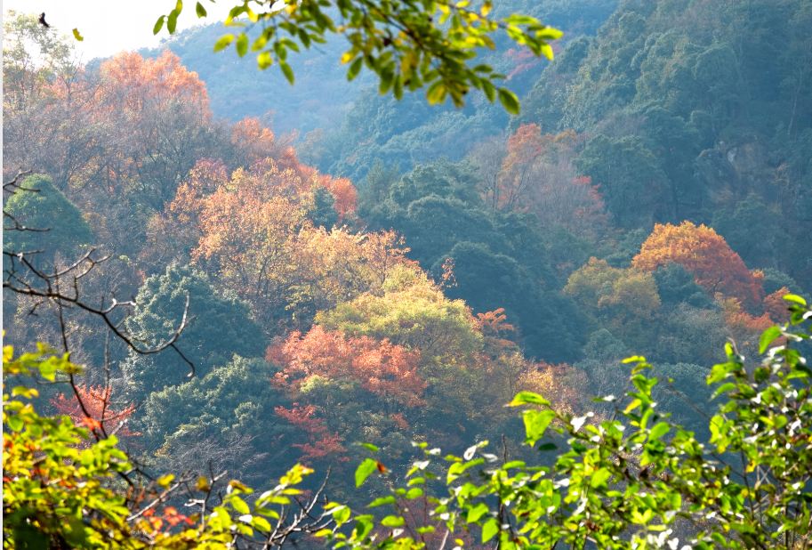 四川|媲美光雾山！平武这条沟，藏着一个惊艳的彩林秘境！