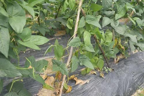 蔬菜生产常见问题及解决办法手册，看到就是赚