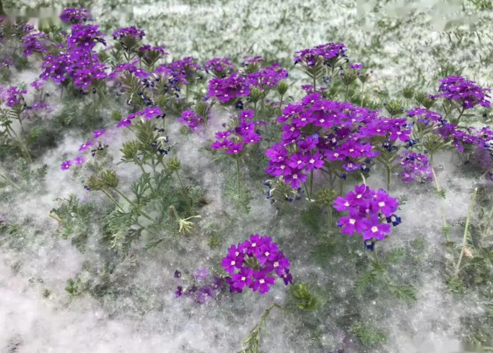 北京又在飞絮了！为什么不把杨柳树换掉？看了