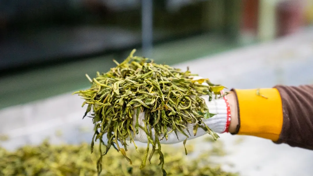 贺开古茶园春茶开采,隔着屏幕都能闻到茶香