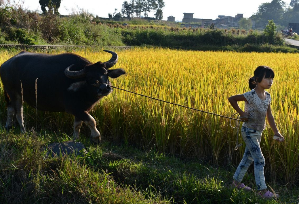小暑浇头，四十天不放牛，真的如此吗？