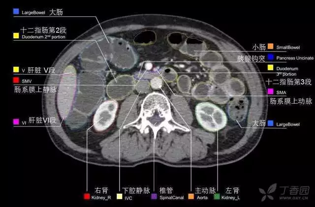 掌握这篇解剖，晋级腹部CT影像诊断高手（精细版）