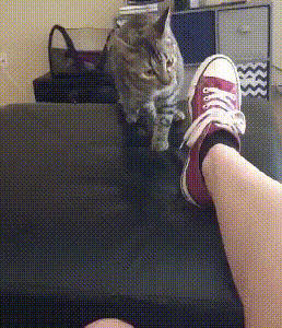 Feline Mi loves to sniff host smelly leg, "Above " hind bite a foot, master one foot spurn, it still holds out bear grudges