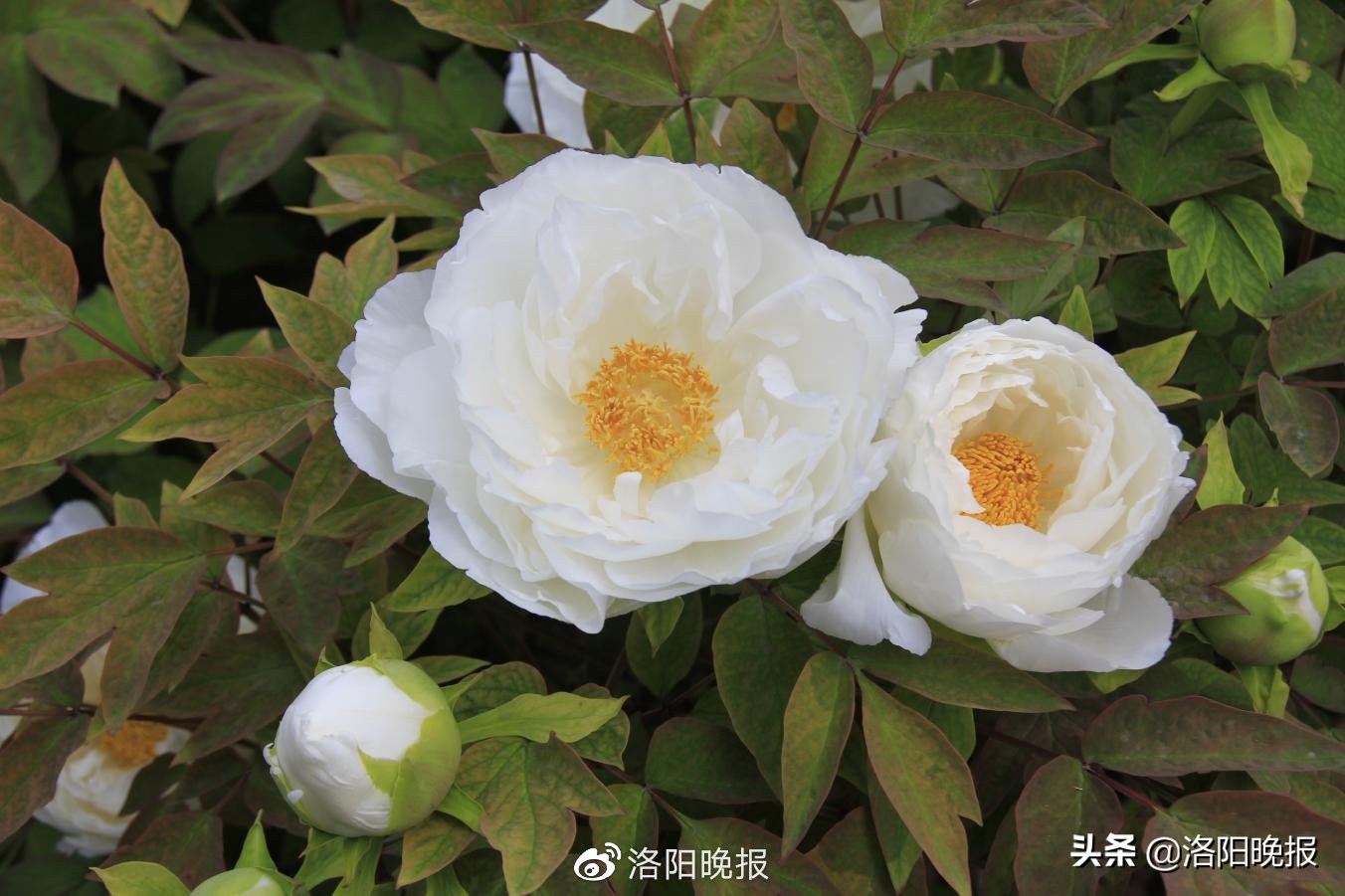 4月9日洛阳牡丹花情预报-河洛旅游网