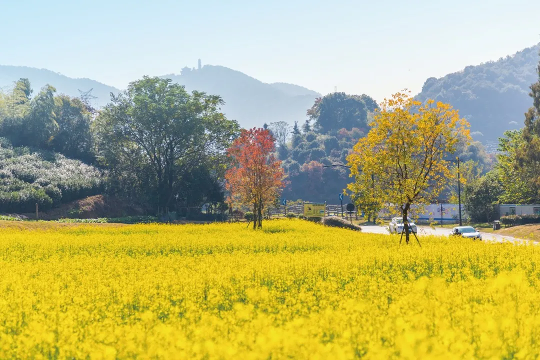 高新区(滨江),World-class