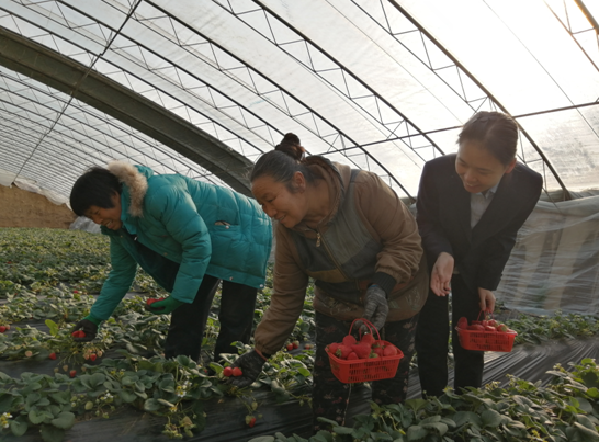 草莓飘香迎丰收