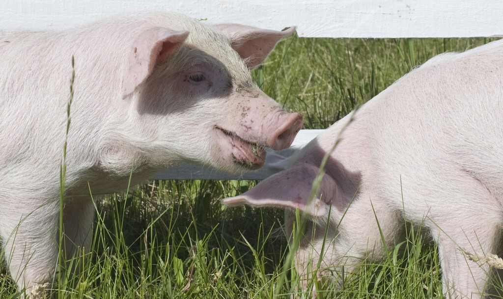 养猪瘦肉多的窍门，饲料及饲养管理