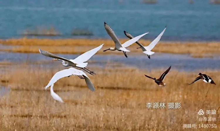 寒烟轻笼，白鹤戏水，民勤石羊河国家湿地公园宛如仙境一般