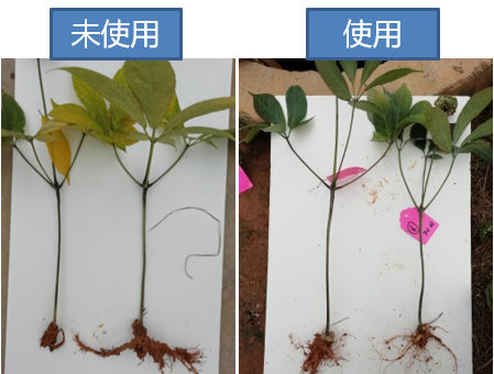 细菌性病害频发无好药？试试大蒜素，预防治疗兼备还具有附加功能