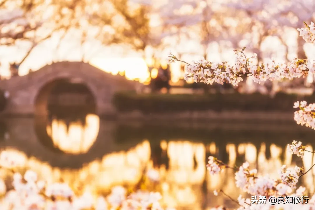 樱花经典诗句，古人写樱花的古诗