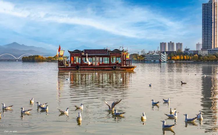 汉中《海鸥之家》呼吁：请带一个馒头来观赏可爱小精灵—红嘴鸥！