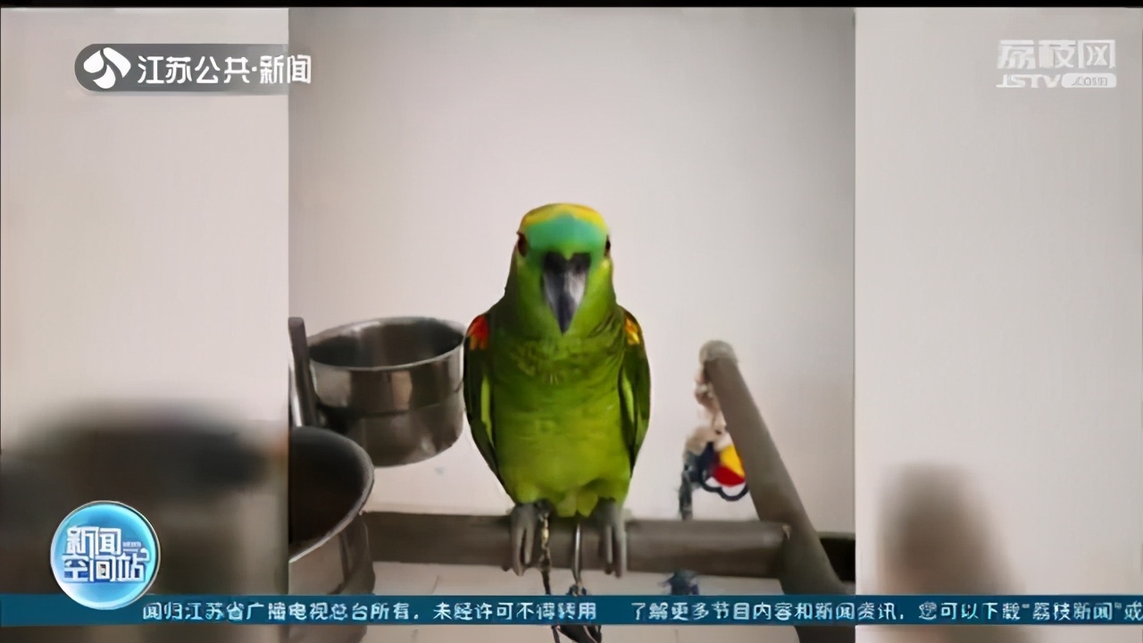 朋友圈晒自家鹦鹉照片却招来警察 提醒：濒危鹦鹉禁止买卖饲养