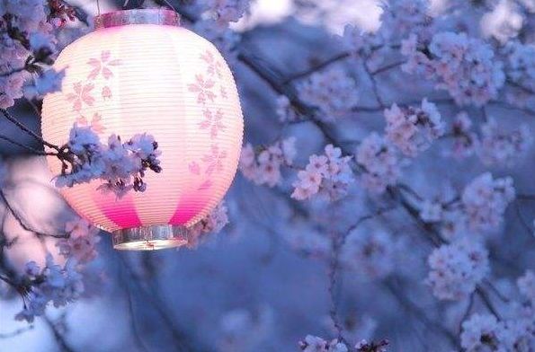 岁岁樱花树树春，古诗词里的樱花，满树烂漫，如云似霞-第15张图片-非凡网