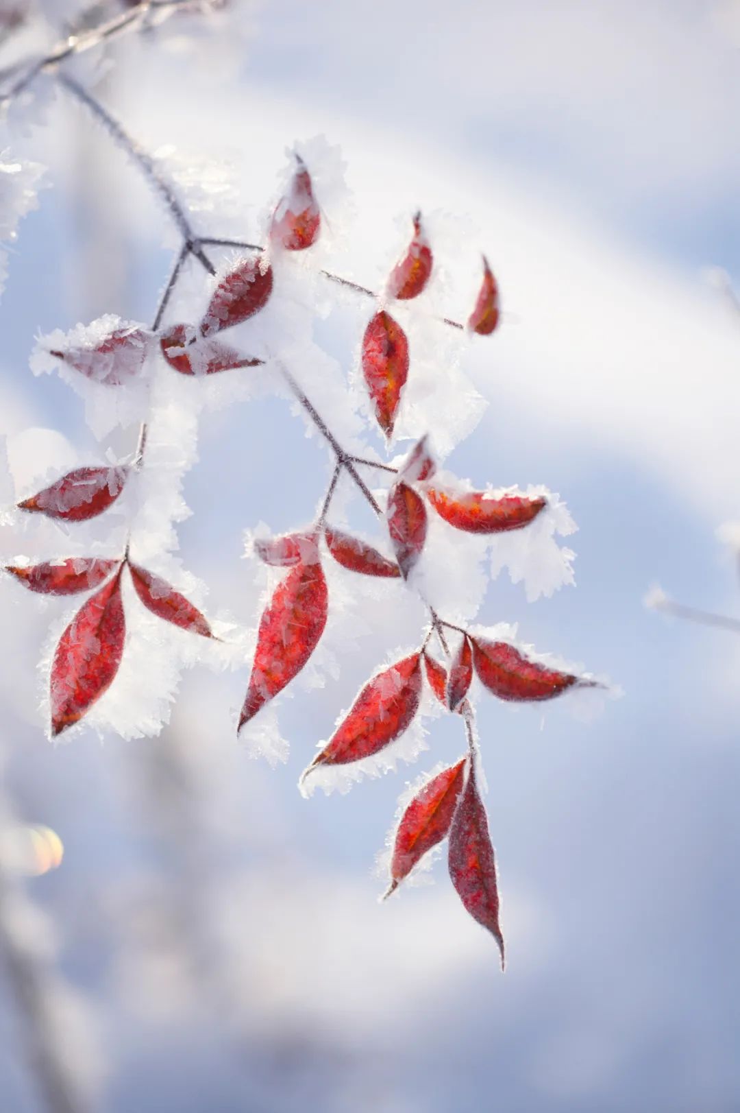 40位知名诗人，一人一句雪的诗词，治愈了整个冬天-第2张图片-非凡网